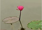 Anne Turner - Water Lily - Small Print